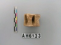 藏品(魚脊椎骨)的圖片